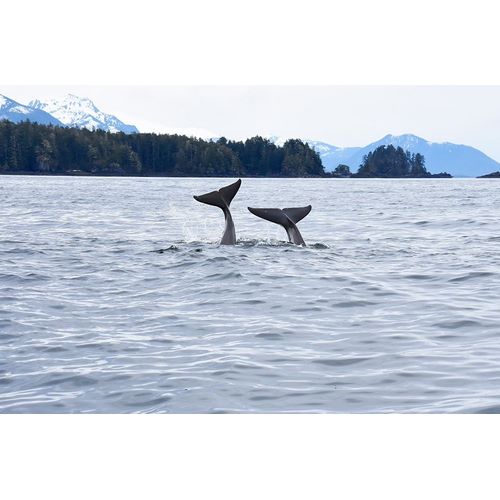 Alaska-Sitka-Sitka Sound killer whales playing in water